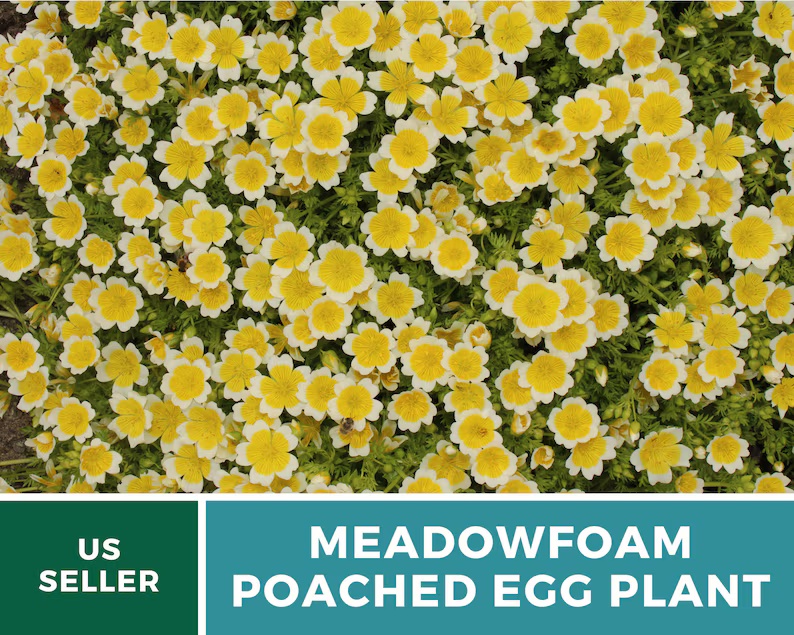 Meadowfoam Seeds (Poached Egg Plant) – Heirloom, White and Yellow Blooms, Easy to Grow Annual Flower | 50 Seeds 