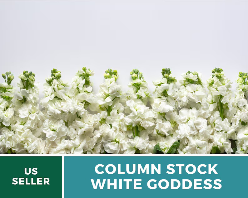 Column Stock White Goddess Seeds – Heirloom, Fragrant White Flower, Annual Stock, Cut Flower | 50 Seeds 