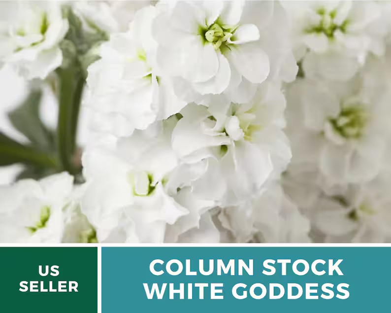 Column Stock White Goddess Seeds – Heirloom, Fragrant White Flower, Annual Stock, Cut Flower | 50 Seeds 