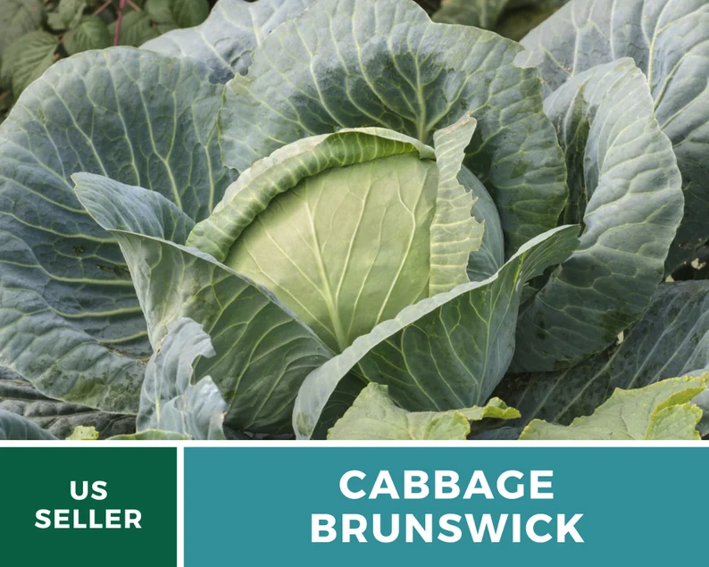 Brunswick Cabbage Seeds - Heirloom, Non-GMO, Open Pollinated Vegetable (100 Seeds) 