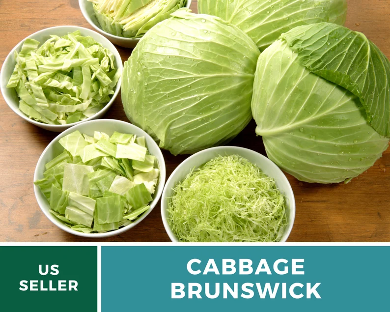 Brunswick Cabbage Seeds - Heirloom, Non-GMO, Open Pollinated Vegetable (100 Seeds) 
