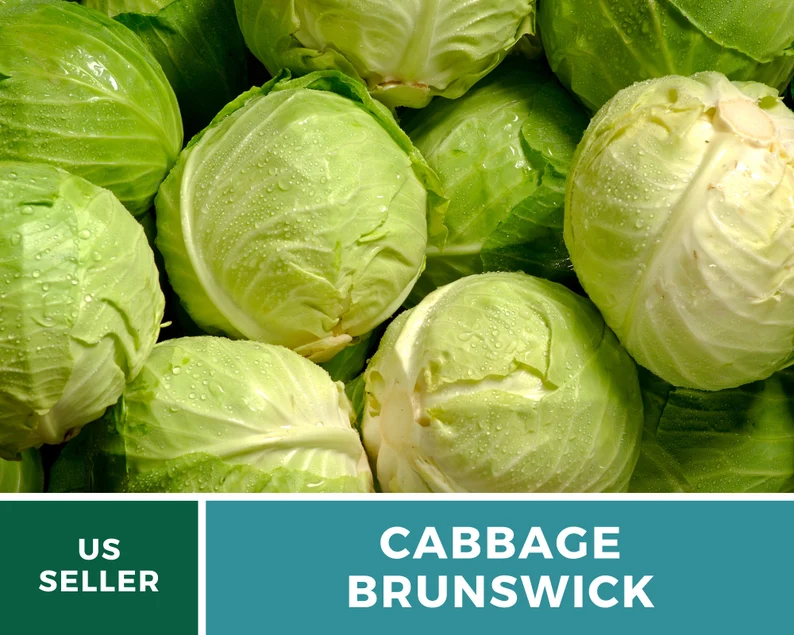 Brunswick Cabbage Seeds - Heirloom, Non-GMO, Open Pollinated Vegetable (100 Seeds) 