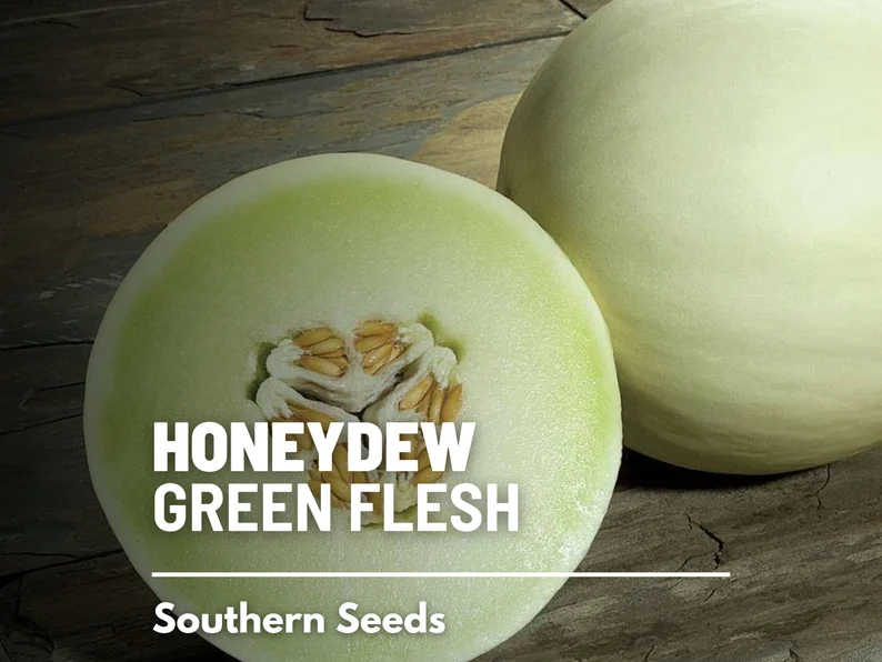 Green Flesh Honeydew Melon Seeds – Heirloom Fruit, Non-GMO, Sweet and Juicy Melon for Summer Gardens | 20 Seeds 