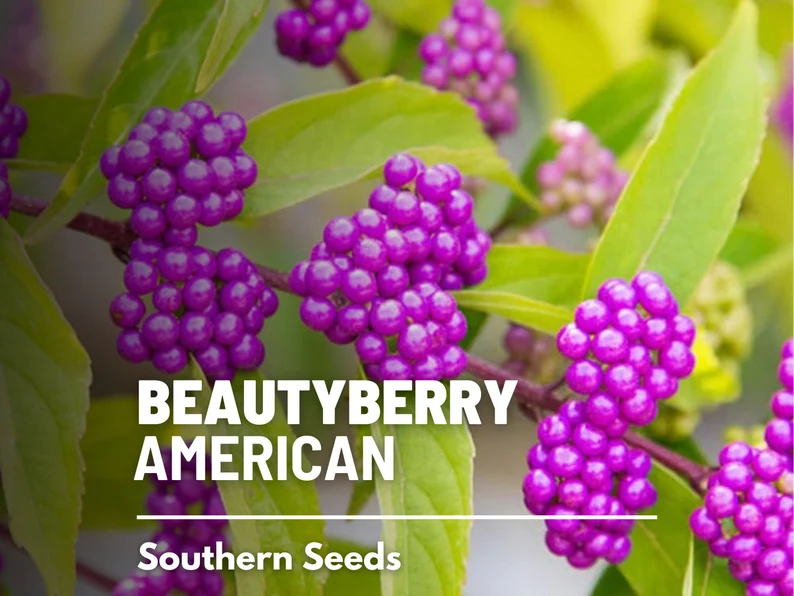 American Beautyberry Seeds – Therapeutic Native Shrub, Vibrant Purple Berries for Birds & Herbal Gardens | 50 Seeds