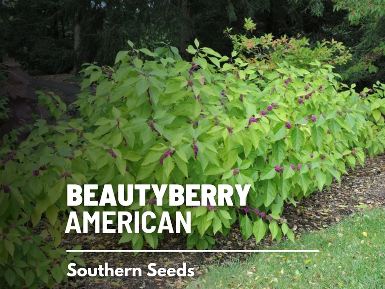 American Beautyberry Seeds – Therapeutic Native Shrub, Vibrant Purple Berries for Birds & Herbal Gardens | 50 Seeds