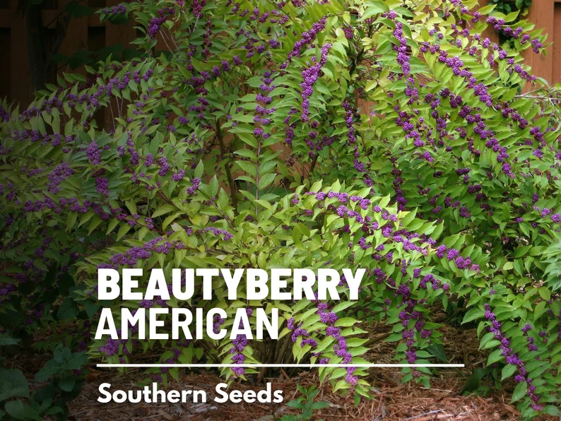 American Beautyberry Seeds – Therapeutic Native Shrub, Vibrant Purple Berries for Birds & Herbal Gardens | 50 Seeds