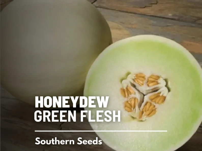 Green Flesh Honeydew Melon Seeds – Heirloom Fruit, Non-GMO, Sweet and Juicy Melon for Summer Gardens | 20 Seeds 