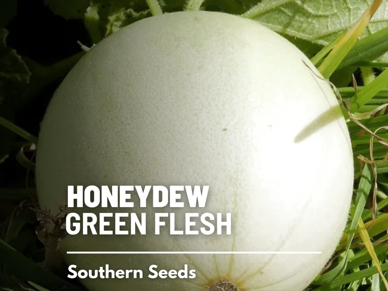 Green Flesh Honeydew Melon Seeds – Heirloom Fruit, Non-GMO, Sweet and Juicy Melon for Summer Gardens | 20 Seeds 