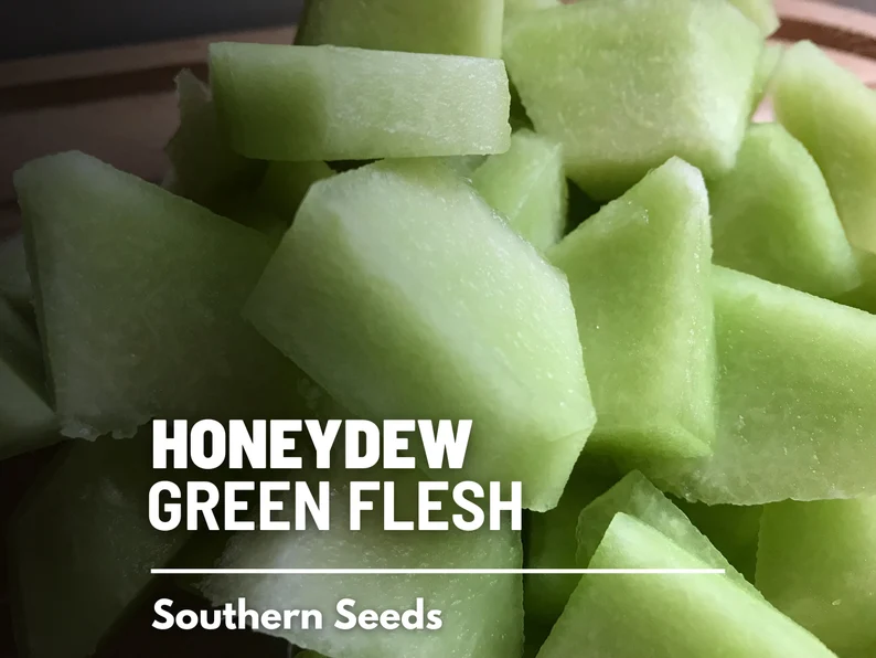 Green Flesh Honeydew Melon Seeds – Heirloom Fruit, Non-GMO, Sweet and Juicy Melon for Summer Gardens | 20 Seeds 