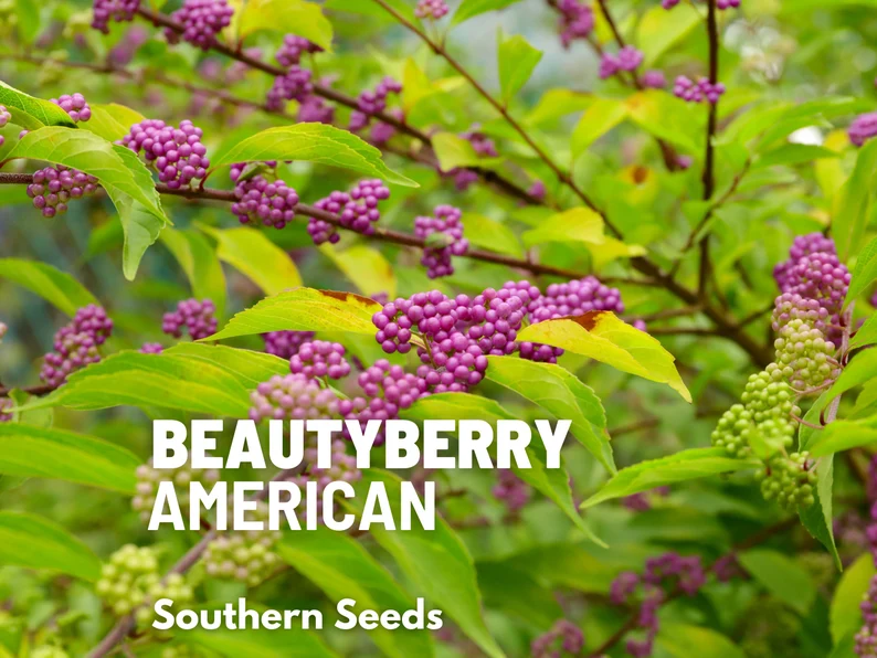 American Beautyberry Seeds – Therapeutic Native Shrub, Vibrant Purple Berries for Birds & Herbal Gardens | 50 Seeds