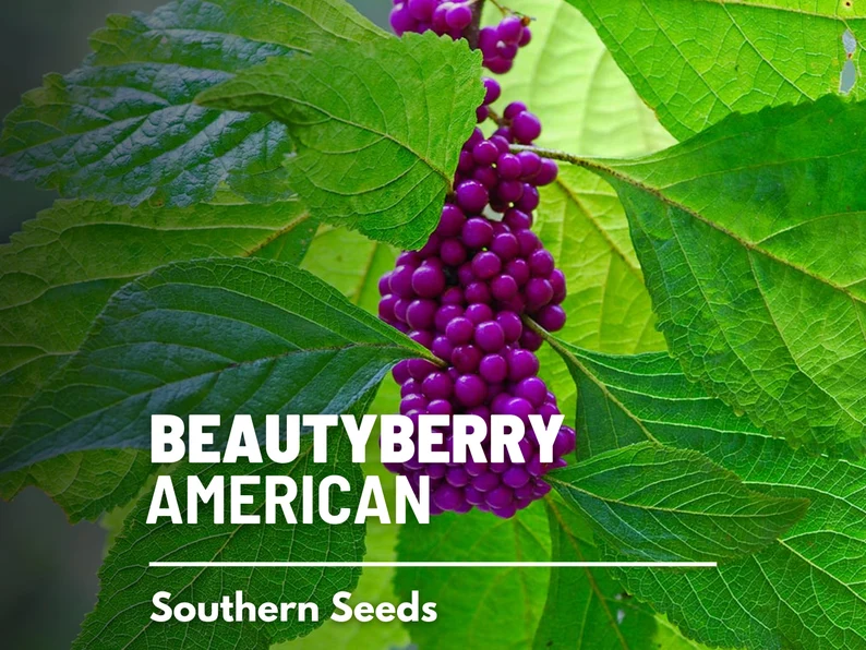 American Beautyberry Seeds – Therapeutic Native Shrub, Vibrant Purple Berries for Birds & Herbal Gardens | 50 Seeds