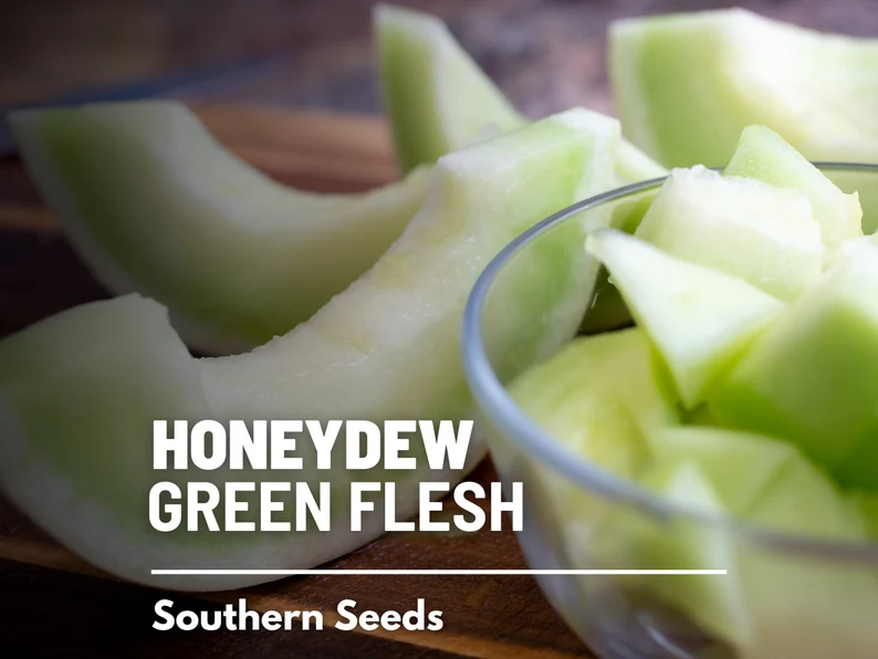 Green Flesh Honeydew Melon Seeds – Heirloom Fruit, Non-GMO, Sweet and Juicy Melon for Summer Gardens | 20 Seeds 