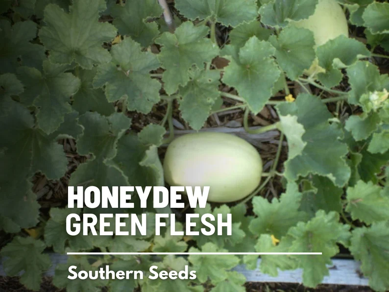 Green Flesh Honeydew Melon Seeds – Heirloom Fruit, Non-GMO, Sweet and Juicy Melon for Summer Gardens | 20 Seeds 