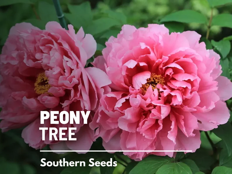 Moutan Tree Peony Seeds – Heirloom Shrub, Tree Peony, Paeonia suffruticosa, Hardy Perennial Landscape Plant | 10 Seeds 