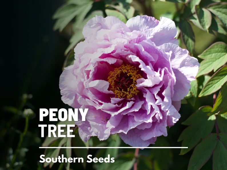 Moutan Tree Peony Seeds – Heirloom Shrub, Tree Peony, Paeonia suffruticosa, Hardy Perennial Landscape Plant | 10 Seeds 