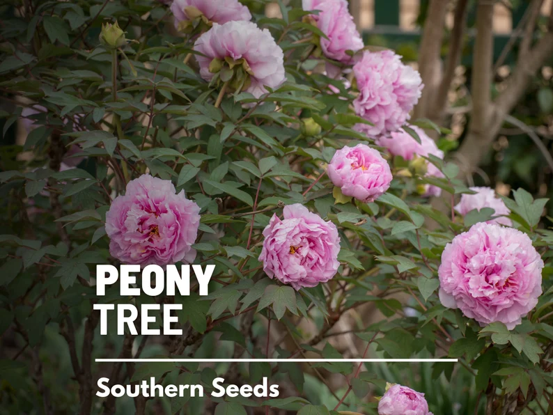 Moutan Tree Peony Seeds – Heirloom Shrub, Tree Peony, Paeonia suffruticosa, Hardy Perennial Landscape Plant | 10 Seeds 