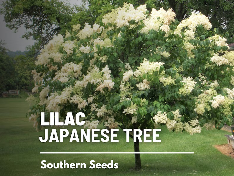 Japanese Lilac Seeds – Heirloom, Fragrant Tree, Early Spring Blooms and Beautiful Landscape Plant | 30 Seeds 