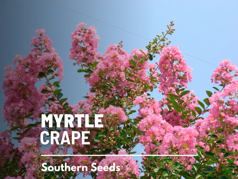 Crape Myrtle Seeds – Heirloom, Striking & Colorful Blooms, Low Maintenance Tree, Medicinal Plant | 50 Seeds 