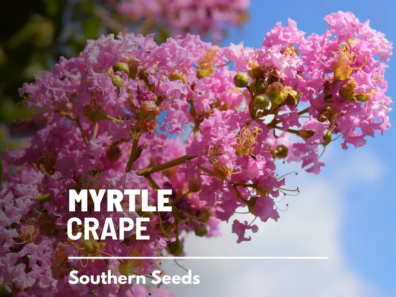 Crape Myrtle Seeds – Heirloom, Striking & Colorful Blooms, Low Maintenance Tree, Medicinal Plant | 50 Seeds 