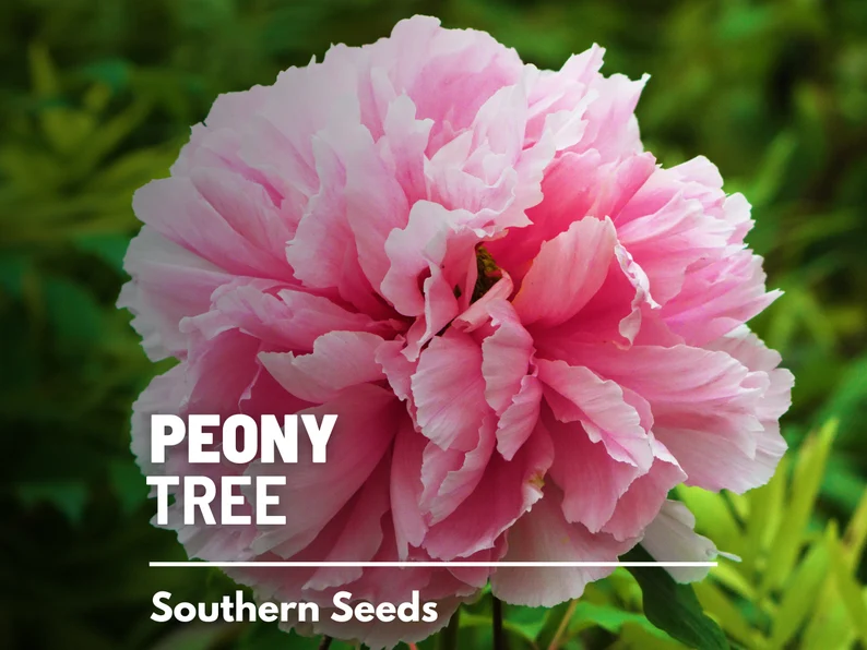 Moutan Tree Peony Seeds – Heirloom Shrub, Tree Peony, Paeonia suffruticosa, Hardy Perennial Landscape Plant | 10 Seeds 