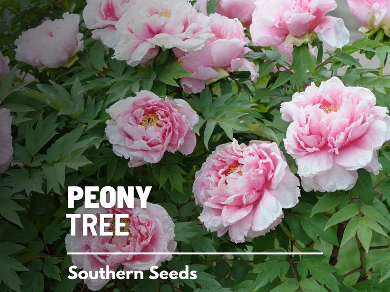 Moutan Tree Peony Seeds – Heirloom Shrub, Tree Peony, Paeonia suffruticosa, Hardy Perennial Landscape Plant | 10 Seeds 