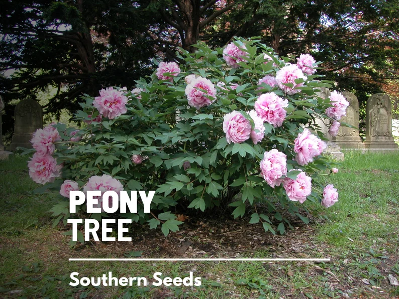 Moutan Tree Peony Seeds – Heirloom Shrub, Tree Peony, Paeonia suffruticosa, Hardy Perennial Landscape Plant | 10 Seeds 