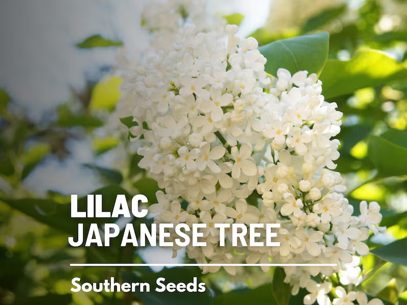 Japanese Lilac Seeds – Heirloom, Fragrant Tree, Early Spring Blooms and Beautiful Landscape Plant | 30 Seeds 
