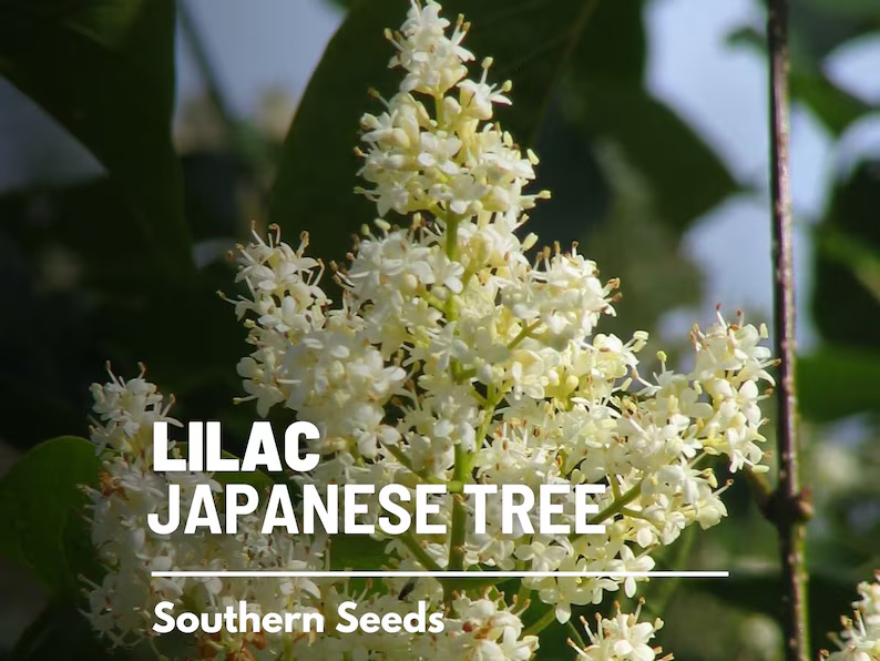 Japanese Lilac Seeds – Heirloom, Fragrant Tree, Early Spring Blooms and Beautiful Landscape Plant | 30 Seeds 