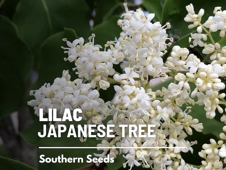 Japanese Lilac Seeds – Heirloom, Fragrant Tree, Early Spring Blooms and Beautiful Landscape Plant | 30 Seeds 