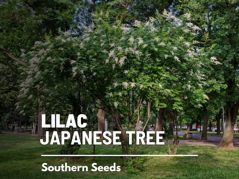 Japanese Lilac Seeds – Heirloom, Fragrant Tree, Early Spring Blooms and Beautiful Landscape Plant | 30 Seeds 