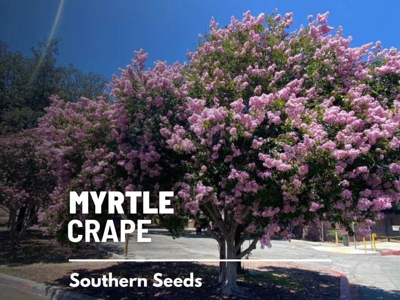 Crape Myrtle Seeds – Heirloom, Striking & Colorful Blooms, Low Maintenance Tree, Medicinal Plant | 50 Seeds 