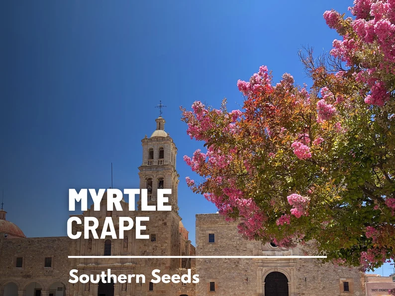 Crape Myrtle Seeds – Heirloom, Striking & Colorful Blooms, Low Maintenance Tree, Medicinal Plant | 50 Seeds 
