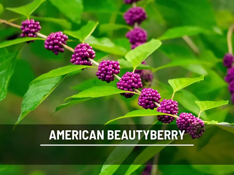 American Beautyberry Seeds – Therapeutic Native Shrub, Vibrant Purple Berries for Birds & Herbal Gardens | 50 Seeds