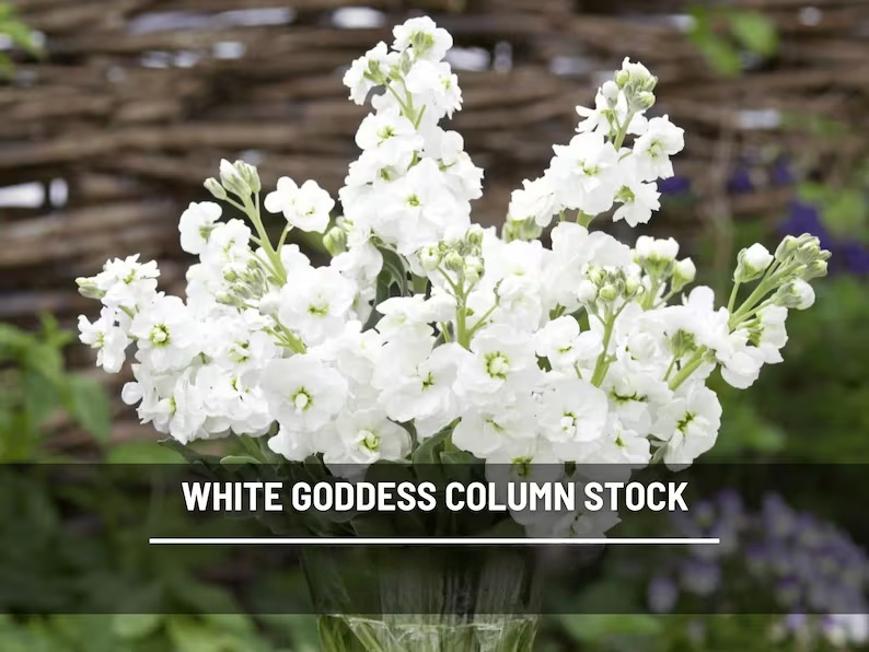 Column Stock White Goddess Seeds – Heirloom, Fragrant White Flower, Annual Stock, Cut Flower | 50 Seeds 