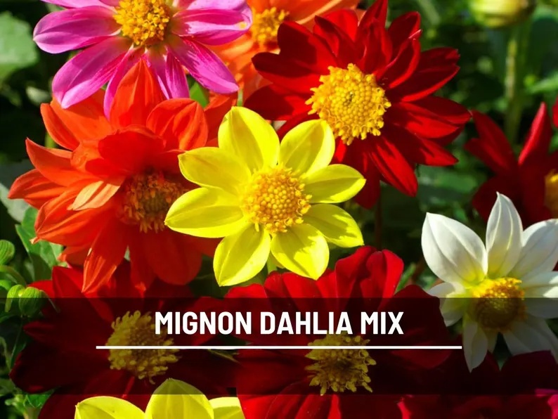 Mignon Mix Dahlia Seeds – Heirloom Flower, Stunning Petite Blooms & Colorful Garden Variety, Easy to Grow | 25 Seeds 