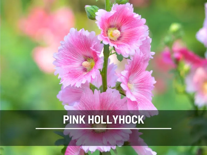 Pink Hollyhock Seeds – Heirloom Flower, Medicinal Herb, Tall Pink Blooms, Classic Cottage Garden Favorite | 25 Seeds 