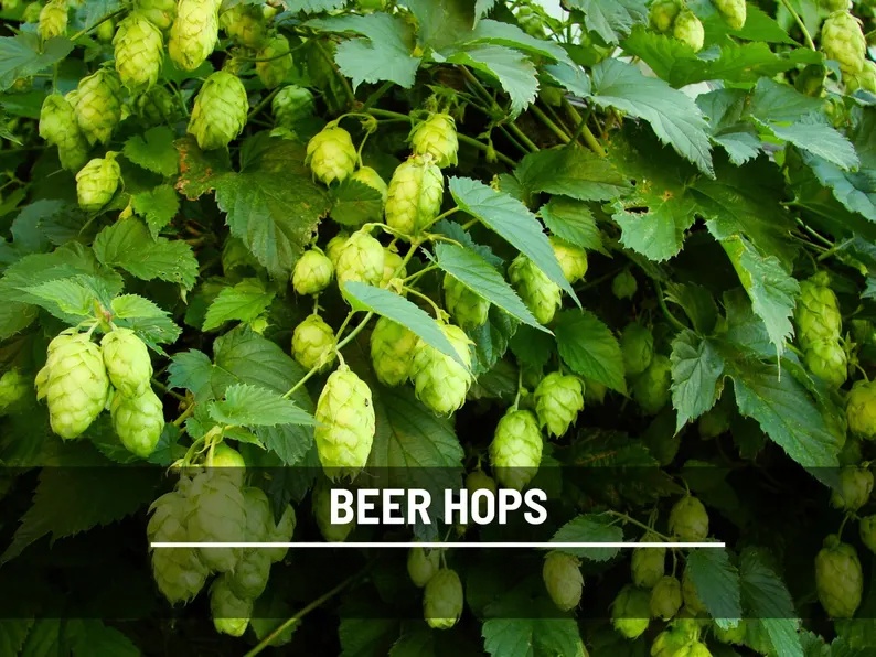 Beer Hops Seeds – Heirloom, Non-GMO Climbing Vine for Brewing (20 Seeds) 