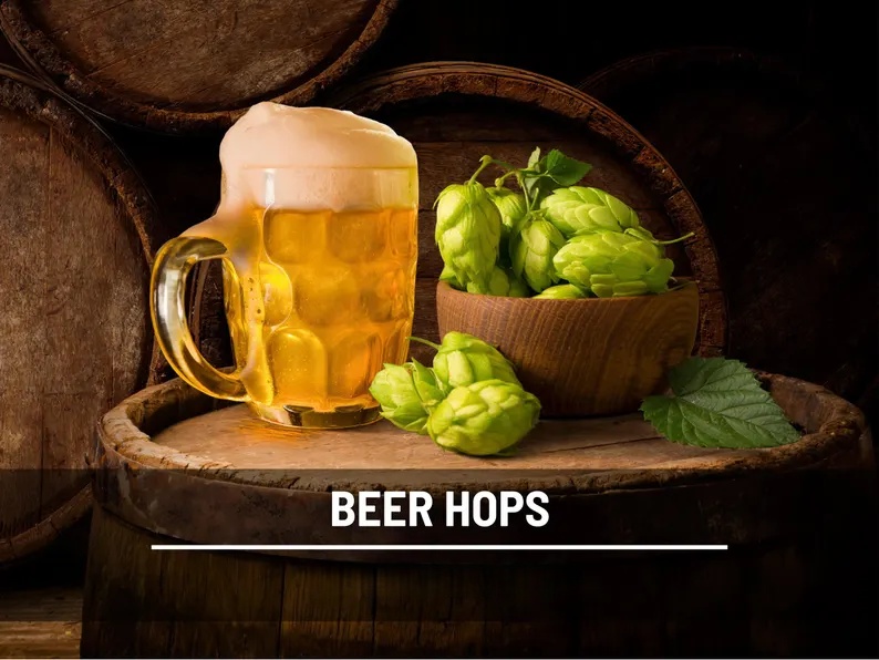 Beer Hops Seeds – Heirloom, Non-GMO Climbing Vine for Brewing (20 Seeds) 