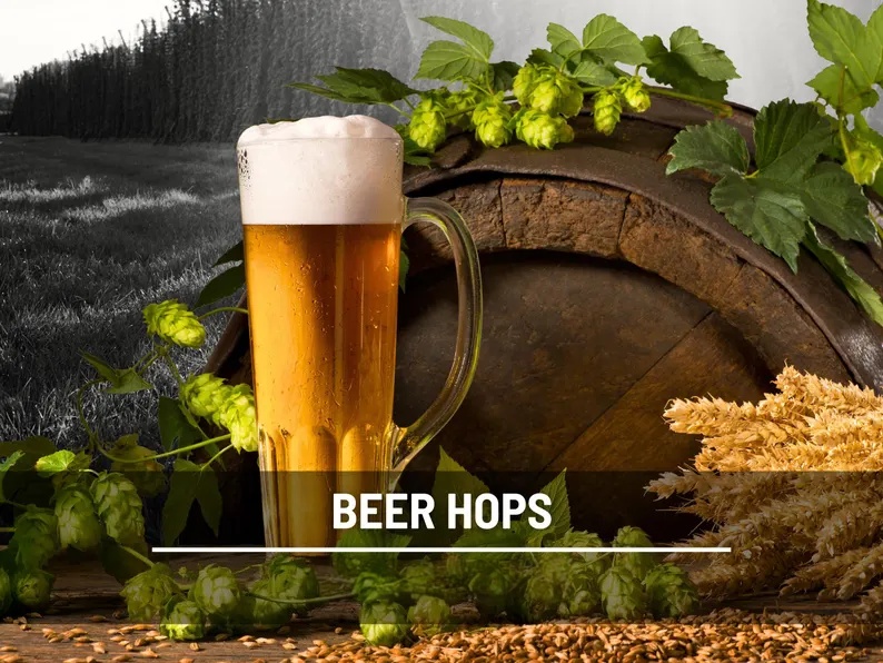 Beer Hops Seeds – Heirloom, Non-GMO Climbing Vine for Brewing (20 Seeds) 