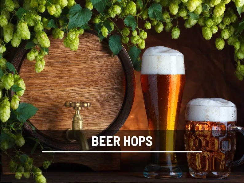 Beer Hops Seeds – Heirloom, Non-GMO Climbing Vine for Brewing (20 Seeds) 