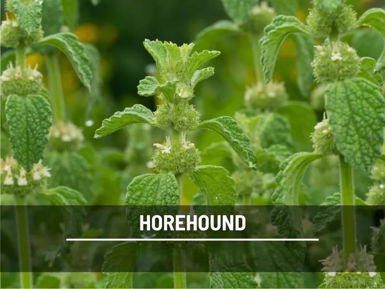 Horehound Seeds – Heirloom Culinary & Medicinal Herb, Classic for Old-Fashioned Horehound Candy, Easy to Grow | 50 Seeds 