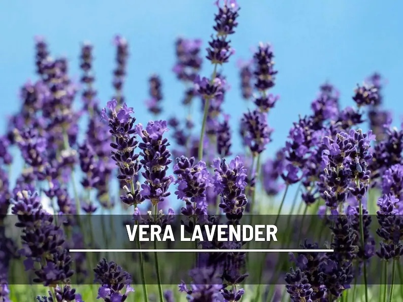 Vera Lavender Seeds – Heirloom English Lavender, Culinary & Medicinal Herb (100 Seeds) 