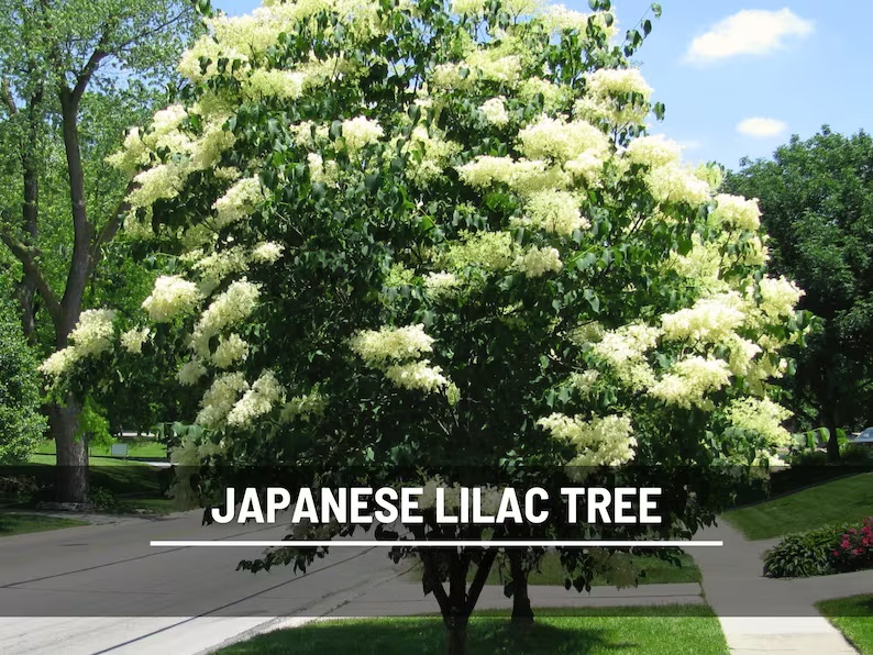 Japanese Lilac Seeds – Heirloom, Fragrant Tree, Early Spring Blooms and Beautiful Landscape Plant | 30 Seeds 