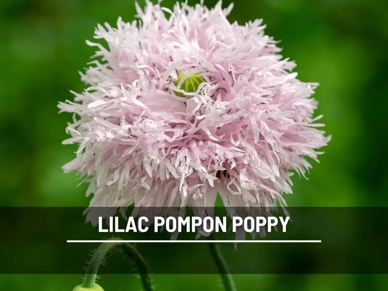 Lilac Pompon Poppy Seeds – Heirloom Flower, Ruffled Double Blooms, Lavender-Lilac Color, Garden Favorite | 100 Seeds 