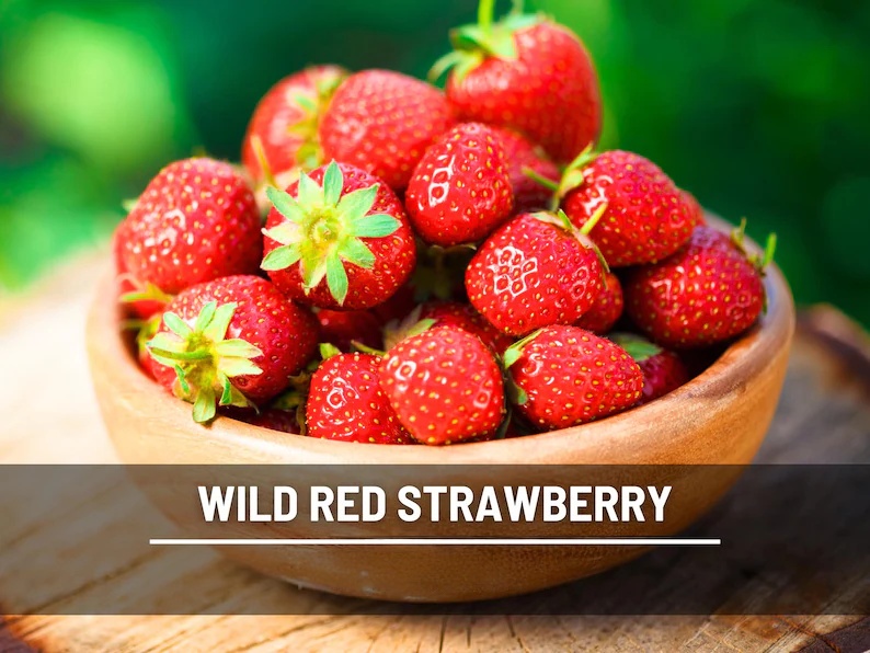 Wild Red Strawberry Seeds – Heirloom, Sweet & Flavorful Fruit, Vigorous Growth, Non-GMO, Garden Favorite | 200 Seeds
