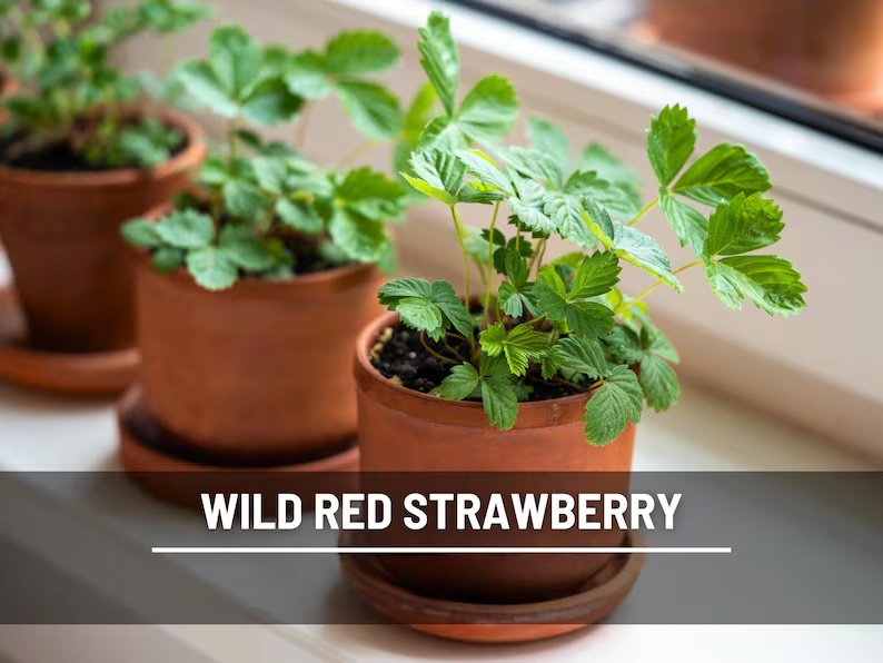 Wild Red Strawberry Seeds – Heirloom, Sweet & Flavorful Fruit, Vigorous Growth, Non-GMO, Garden Favorite | 200 Seeds