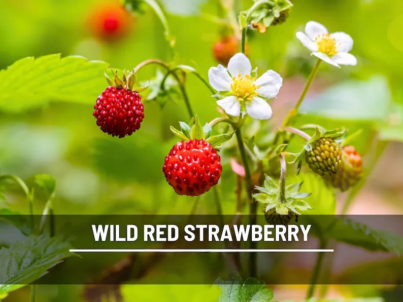 Wild Red Strawberry Seeds – Heirloom, Sweet & Flavorful Fruit, Vigorous Growth, Non-GMO, Garden Favorite | 200 Seeds
