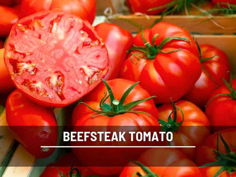 Beefsteak Tomato Seeds – Heirloom, Indeterminate, Large Meaty Slicer (50 Seeds) 