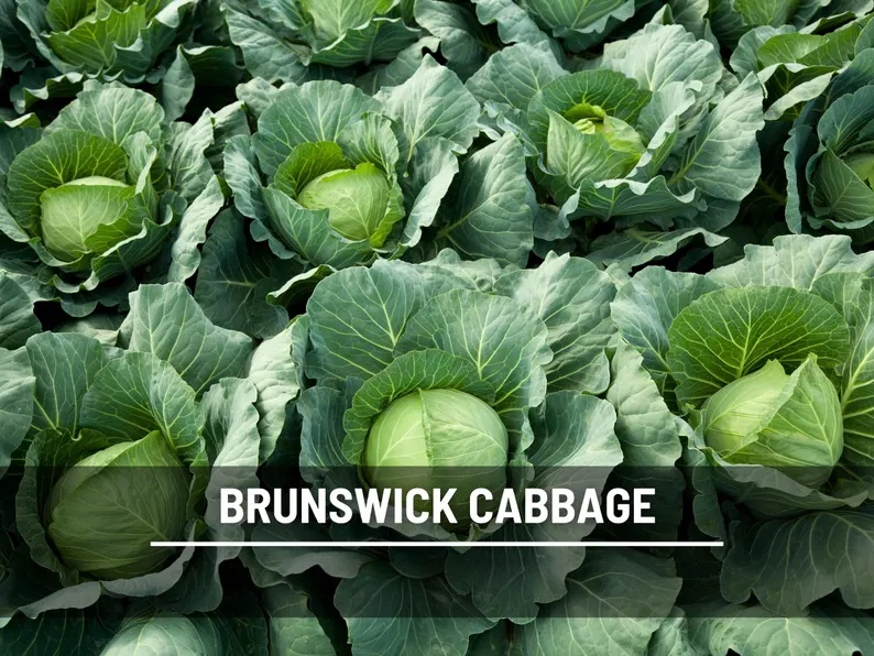 Brunswick Cabbage Seeds - Heirloom, Non-GMO, Open Pollinated Vegetable (100 Seeds) 