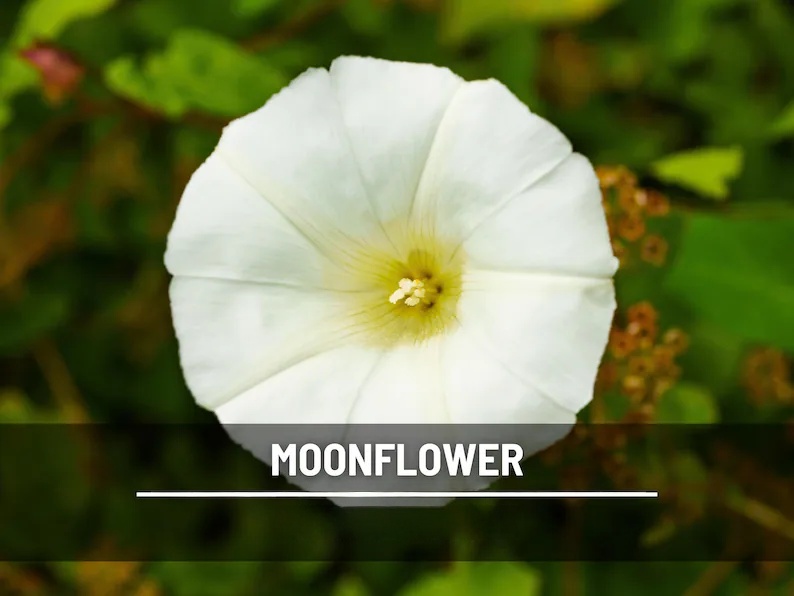 Moonflower Seeds – Heirloom Night Blooming Vine, Fragrant White Flowers for Trellis, Fast Growing, Easy, Attracts Pollinators | 25 Seeds 